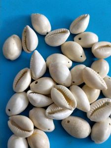 Natural Cowrie Shells for Crafting