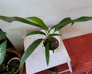 Pack 2 Dracaena Mahatma &amp; Heart Purple Plants&amp; Pot