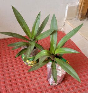 Moses In The Cradle Plants