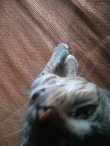 Home + Steet Cat ( Billa )