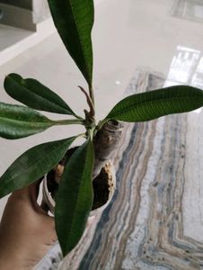 2 Color Champa Plant &amp; 1 Leaf Plan