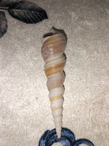 Rare Auger Screw Spiral Shell Unique