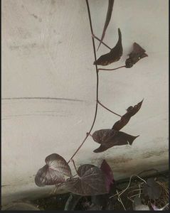 Violet Climbers (Plant Only )