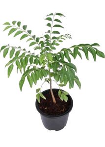 2 Healthy Curry Leaf Plant Sapling in  Pot