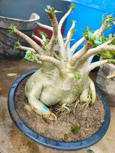 Unique Adenium Plant
