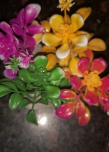 PLANTS FOR AQUARIUM DECORATION