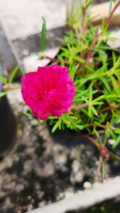 Morning light (Pink )