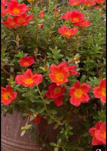 combo of 3 colour portulaca plant red yellow and p