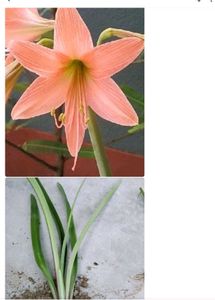Any 8 Plant