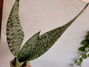 Set 2 Dwarf Snake Plant &amp; Money Plants🪴