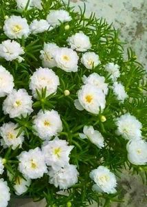 Combo Of Portulaca