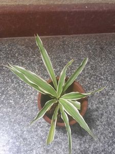 Variegated Real Plants Combo
