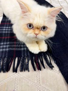 Burberry Classic Plaid Scarf