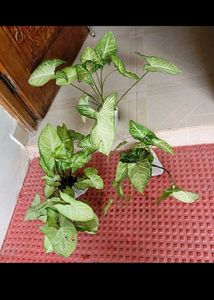 Set 3 Arrowhead Plants