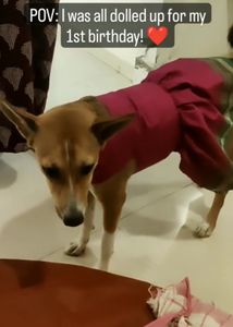 Small Pink Dog Dress