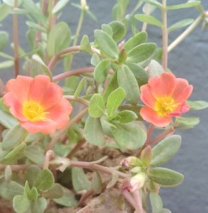 Table Rose