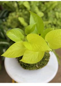 Combo of Neon and Marble queen pothos