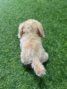 Webkinz Lil' Golden Retriever