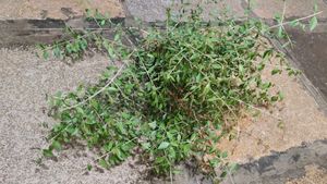 gorintaku Leaves (Henna For Hair)