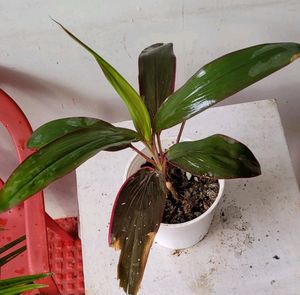 Dracaena Ruby Healthy Plant🌵&amp; Pot
