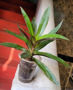 Moses-in-the-Cradle Plant🌵&amp; Pot Indoor/Outdoor
