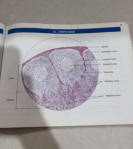 Histology Practical Manual 4th Edition