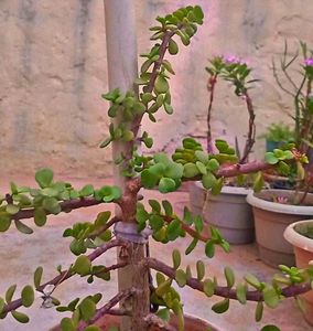 Jade Plant Air Purifier