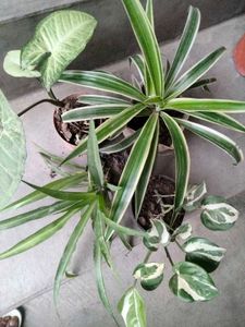 Assorted Potted Plants Bundle
