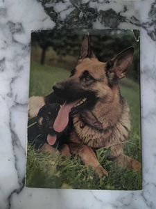 Everyone's Book of Dogs