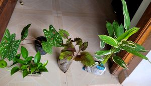 4 Set Plants🪴