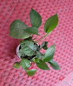 Pack 2 Nevernever &amp; Money Plant 🌵&amp; Pot