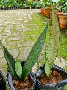 Snake Plants for Sale