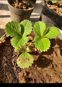 Hybrid Strawberry Plant combo Of 2