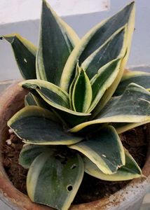 Snake Plant (dwarf)