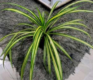🪴 Pandanus Veitchii Plant 🌱&amp; pot