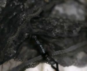 Black Lace panty