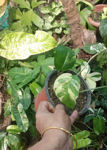 epipremnum pinnatum albo plant
