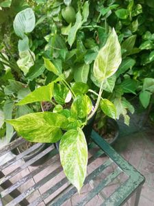 Money Plant Sapling