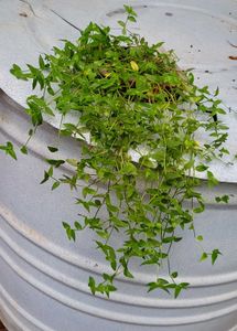 Set3 Spider &amp; Tradescantia fluminensis Plant