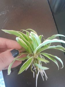 Charming Spider Plant in tiny Terracotta cup