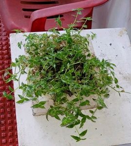 Tradescantia fluminensis plants &amp; pot