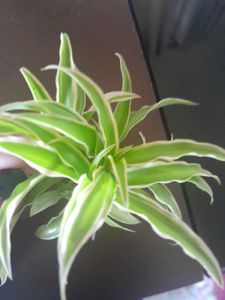 Charming Spider Plant in tiny Terracotta cup