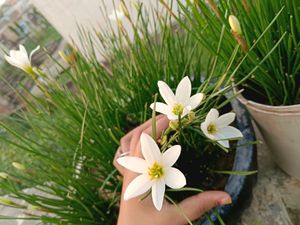 White Rain Lilly Bulb