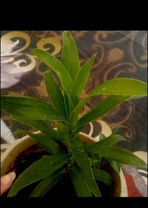 Beautiful 7 Plants