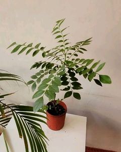 Curry Leaves Plant 🌵&amp; Pot