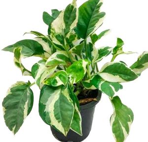 Pothos
