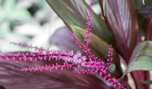 Dracaena Red Ruby 🌵 &amp; Pot