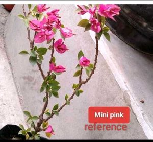 3 Beautiful Bougainvillea Plants.
