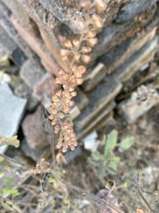 Tulsi and sweet lemon leaves