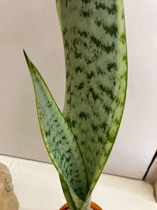 Snake Plant In Pot